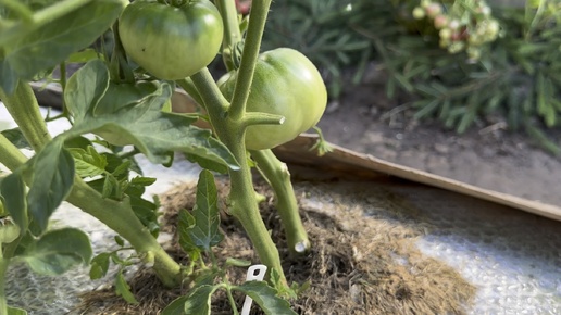 Грядка- термос, как растут томаты в открытом грунте. Подвязка, формирование.