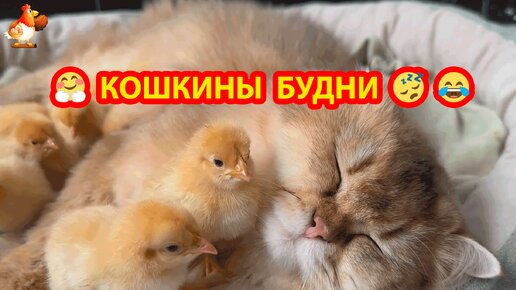 Кошкины будни 🥰 Забота о цыплятах из новой партии продолжается ❣️🤗😂