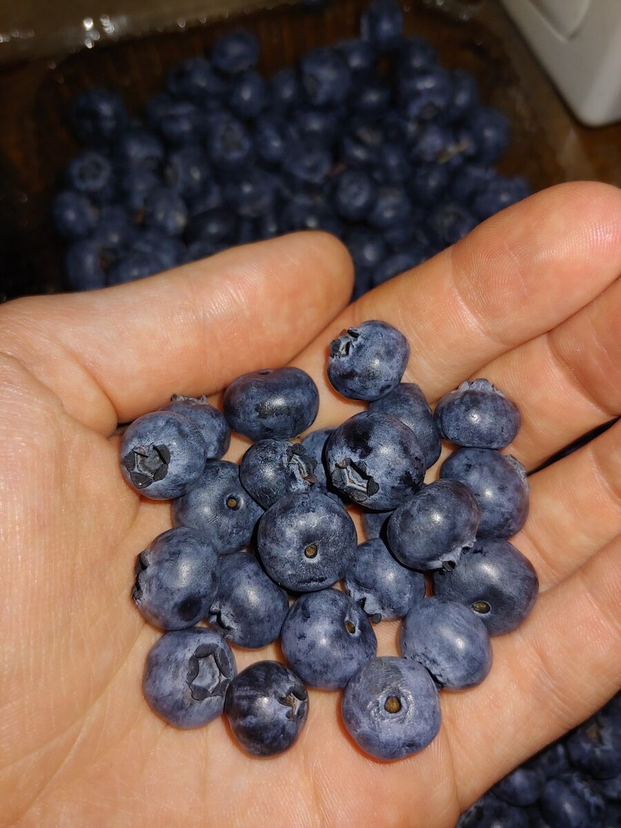 Эти 3 продукта летом обновляют печень и защищают от рака, но мало кто ...