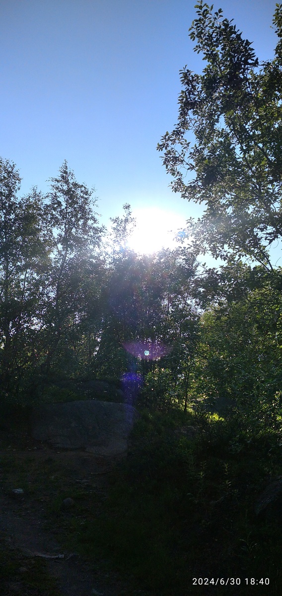 Вечернее летнее солнце пробивается через заросли березки