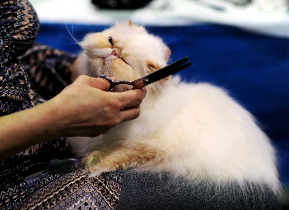 Фото из Интернета. 