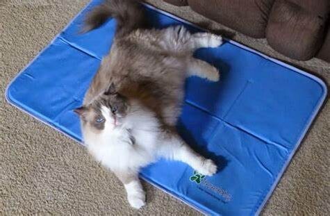 Фото из Интернета. 