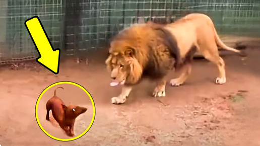 Этот человек бросил маленькую собачку в клетку ко льву.