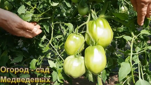 Критический момент роста томатов. Как не потерять половину урожая