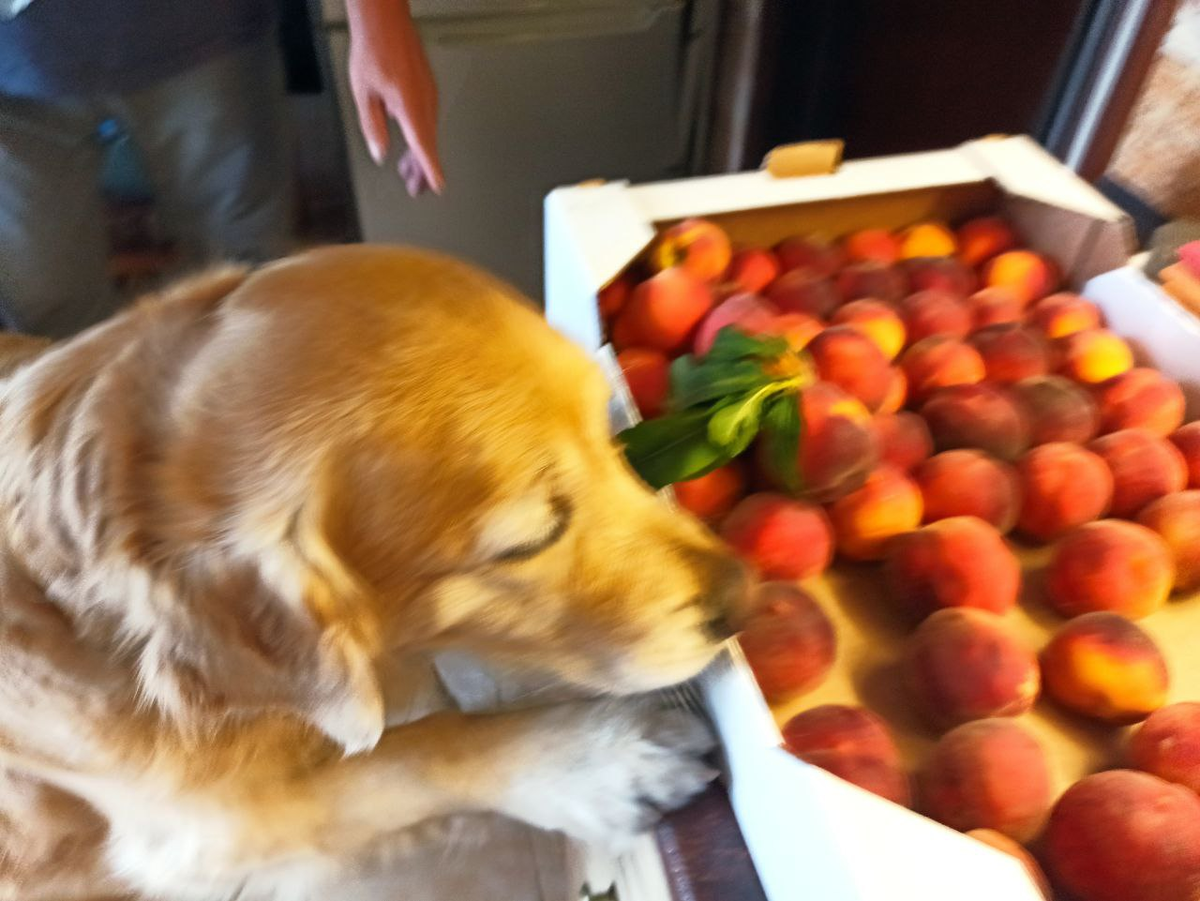 Ляля, деловая колбаса, проверяет качество персиков для заготовок на зиму. 