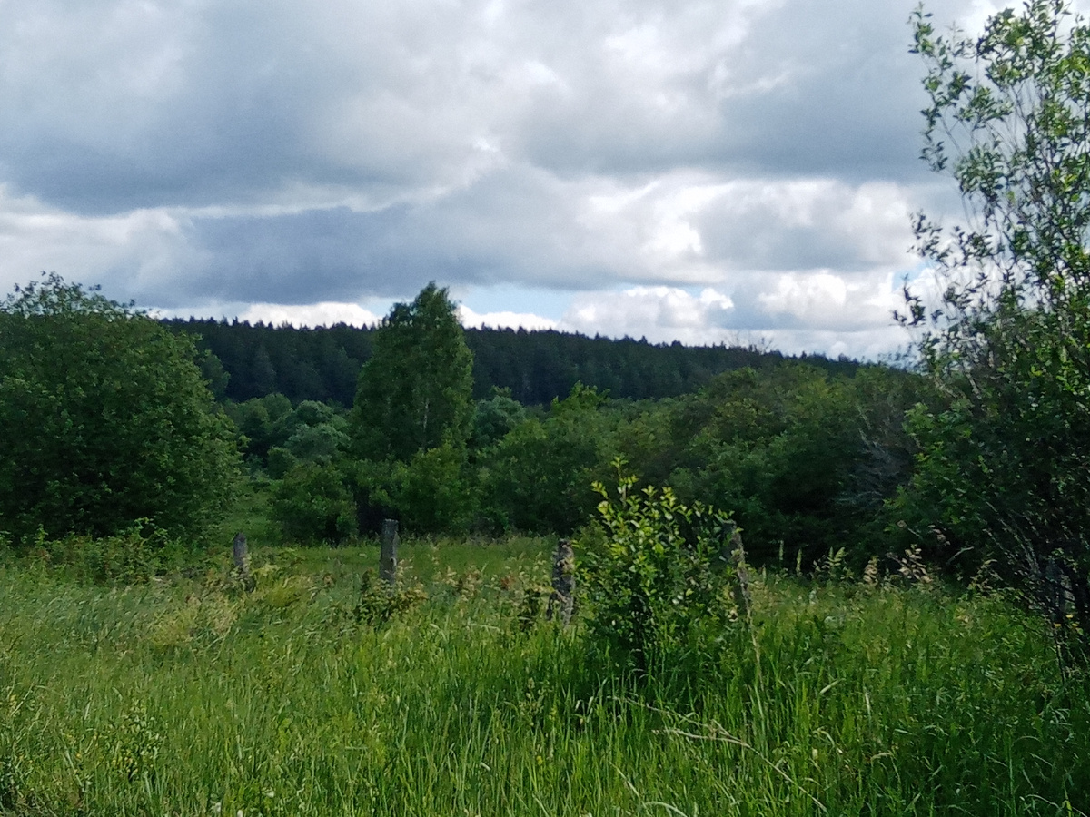 Около пруда остаткки забора. Когда-то, здесь были сады.