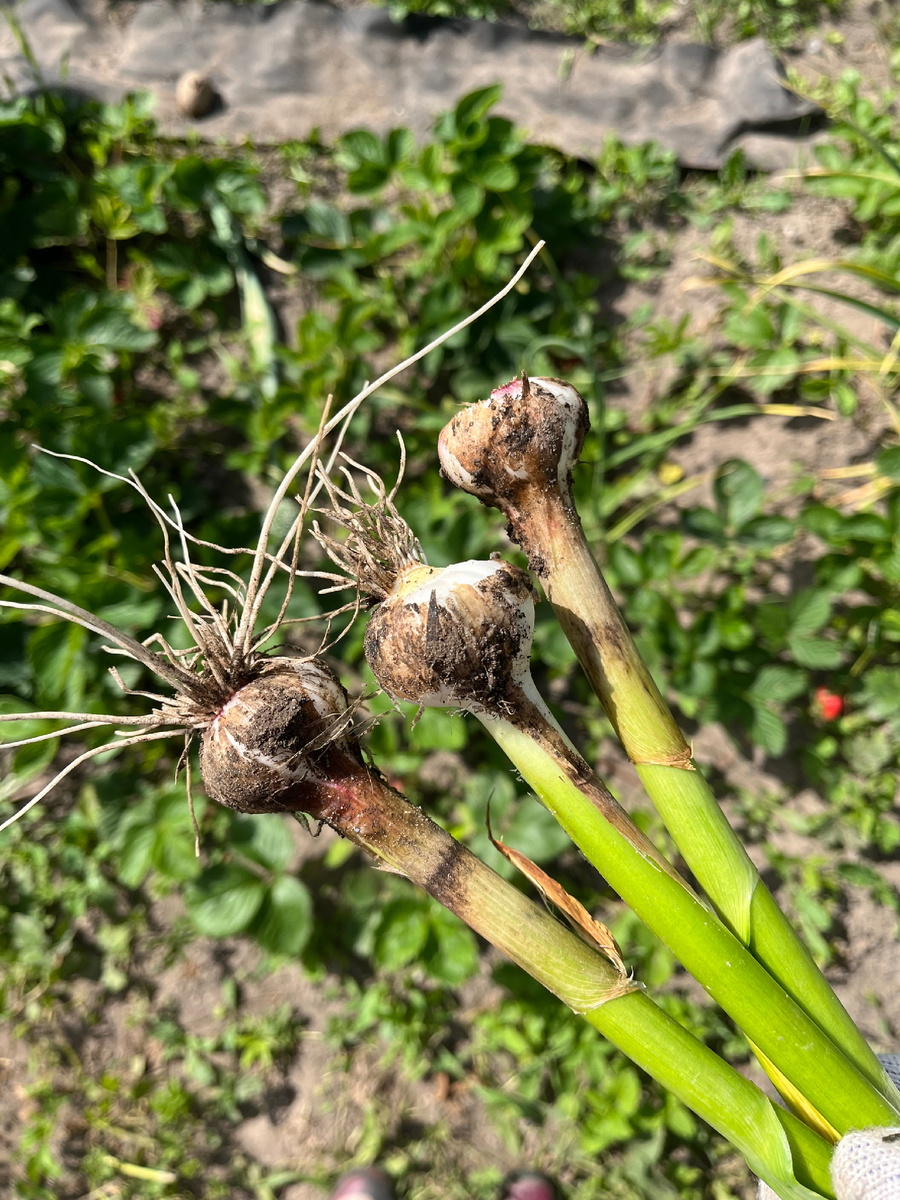 Первый чеснок. Посажен с зимы.
