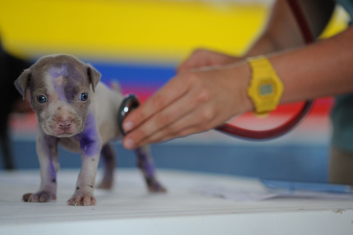 Щенок у ветеринара 