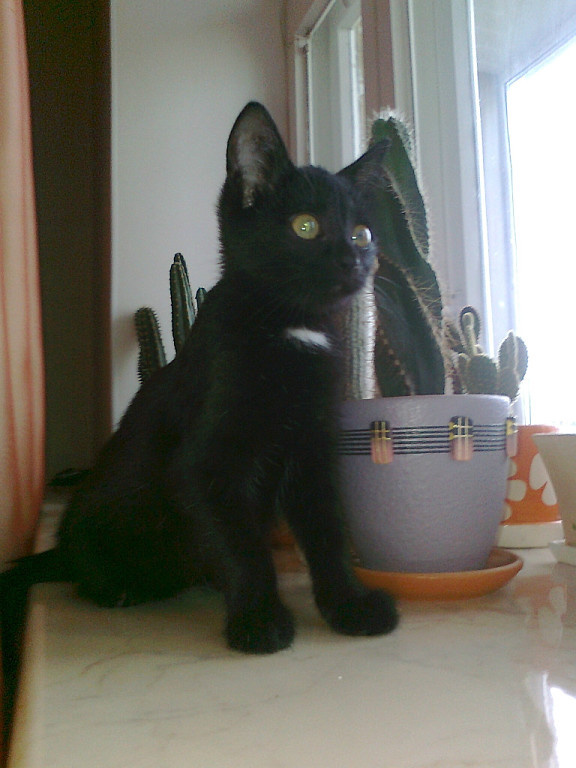 Маленькая Розочка.