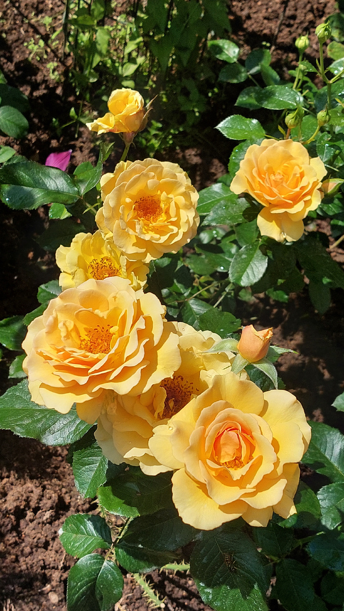 Эмбер Куин. Флорибунда