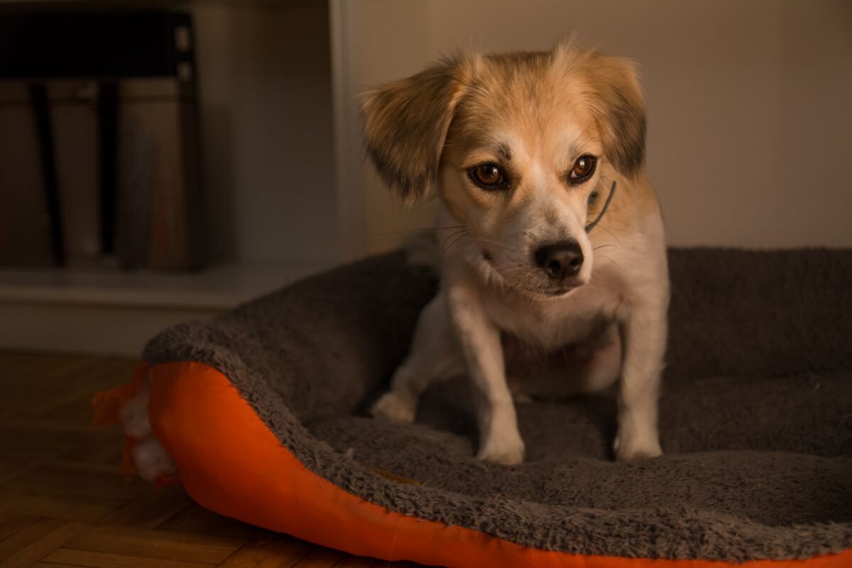 Почему собаки скребут лапами лежанку