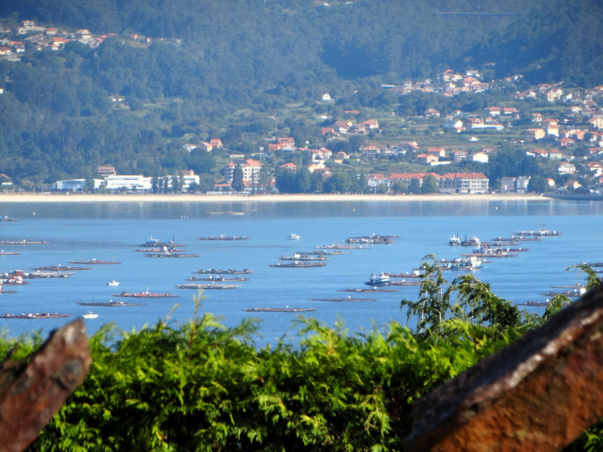 те самые устричные фермы в море