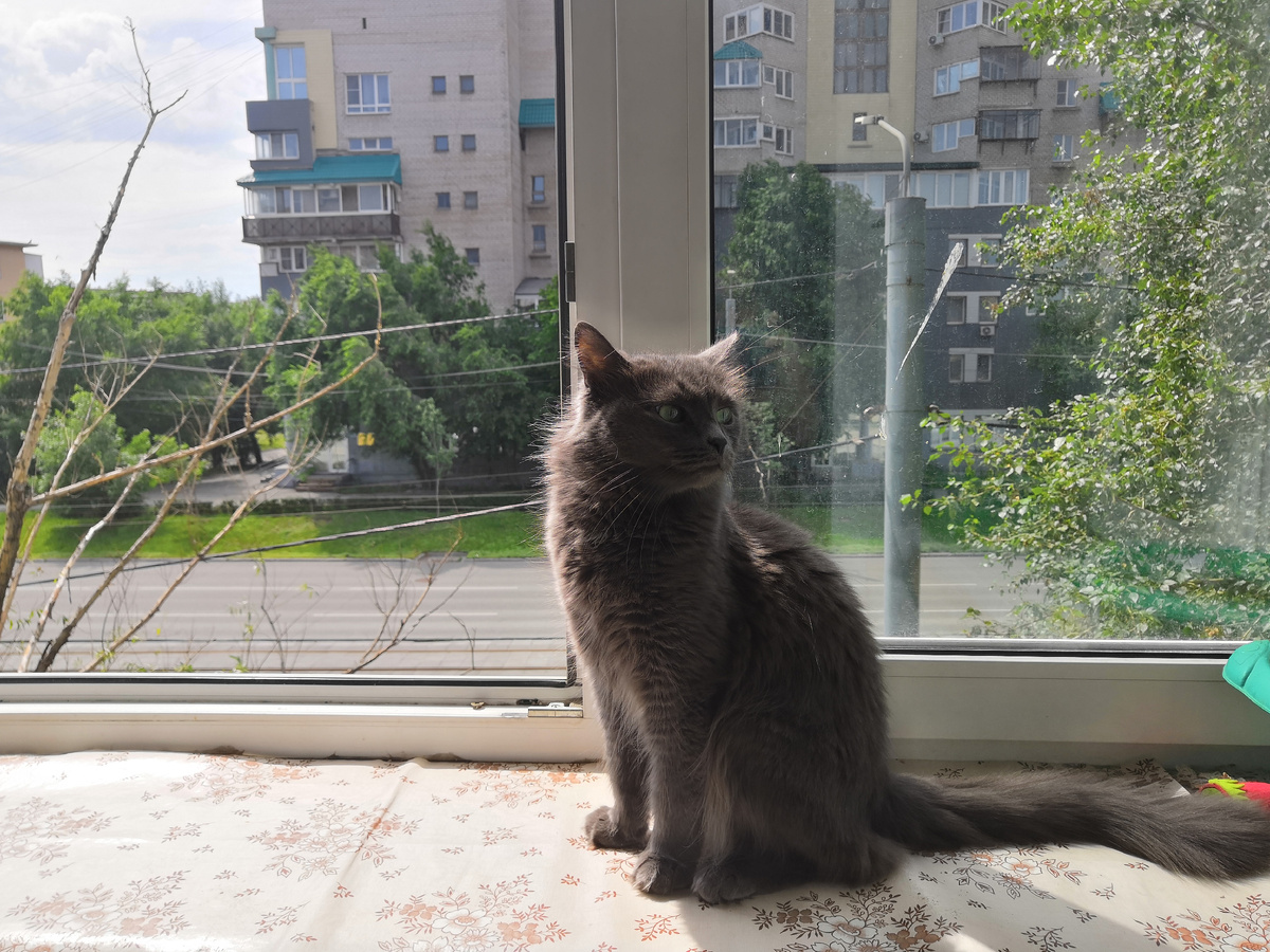 Пуся в шоке. Зима закончилась.