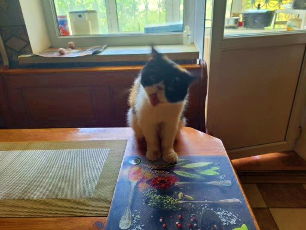 Облюбовала кухонный стол, сгоняй - не сгоняй, заходишь на кухню, и картина маслом...