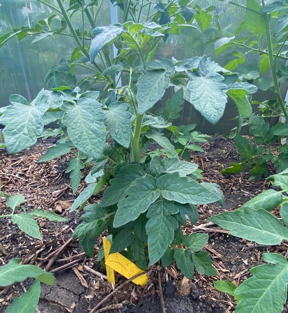 Вот он какой, помидор надежды!