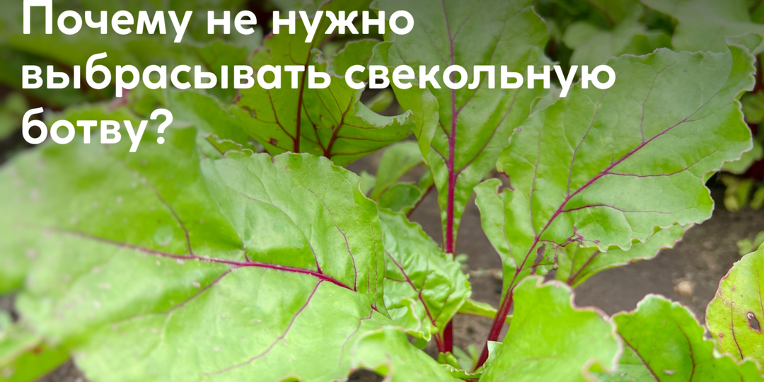 Вершки и корешки. В чем польза свекольной ботвы и зачем она нужна?
