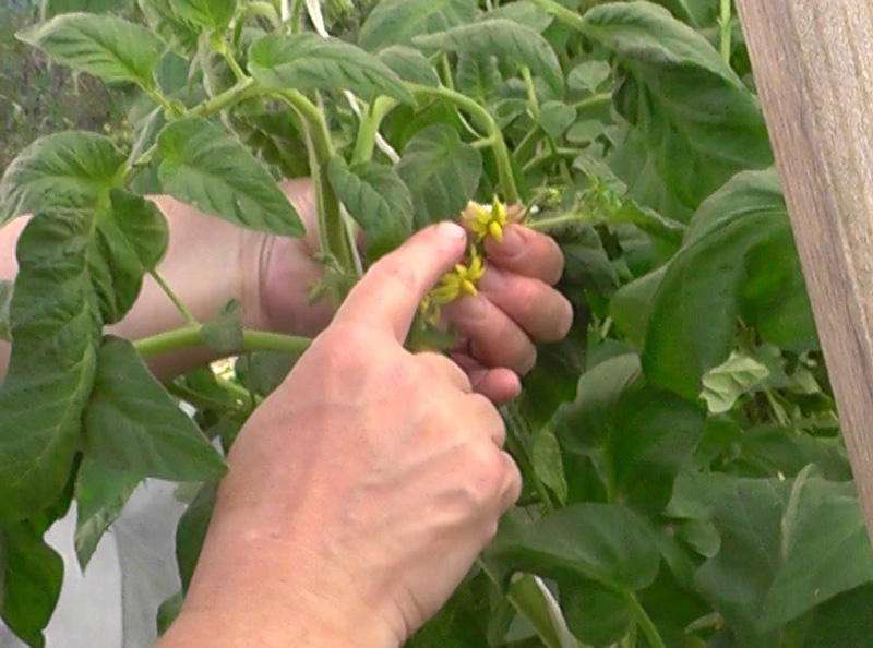 Здесь я показываю как должна осыпаться пыльца - смотрите видео по ссылке в самом конце - моё фото