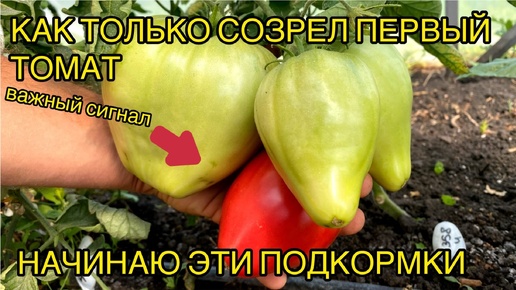Полная схема подкормок томатов в ИЮЛЕ.