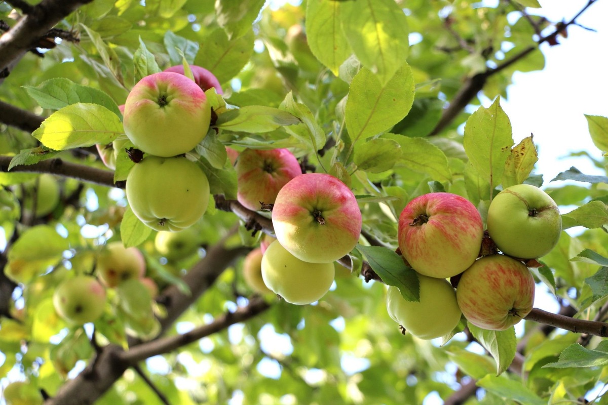 Часто бывает, что садовод покупает, к примеру, крупноплодную яблоню, с массой плодов 500г, а вырастает на дереве кислая мелочь и та больная. И это не всегда вина производителя саженцев!