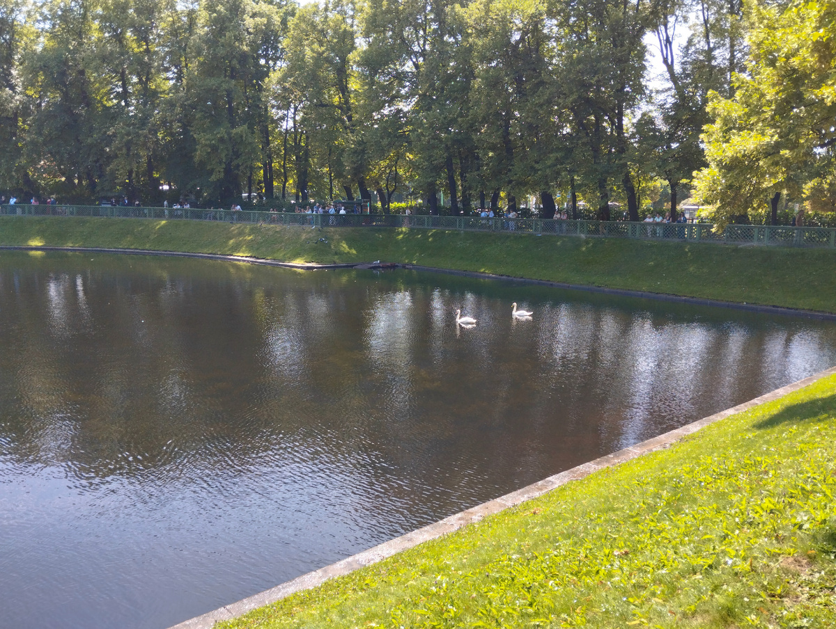 Фото моё. А белый лебедь на пруду...в Летнем саду...