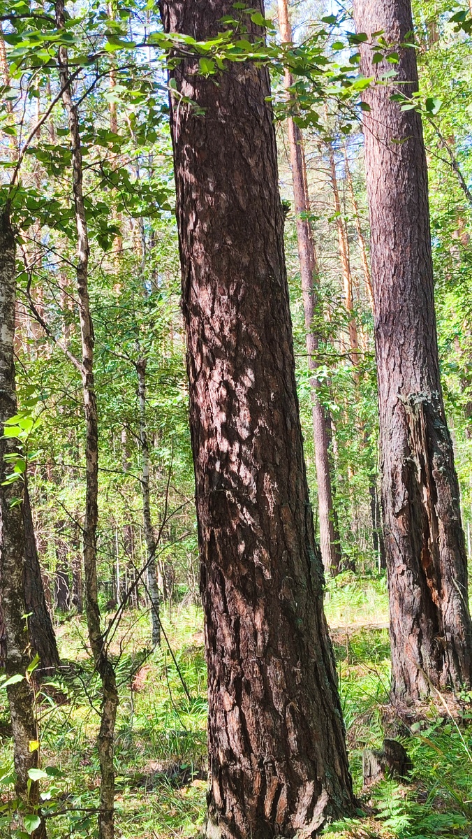 Фото автора. Уральский лес.
