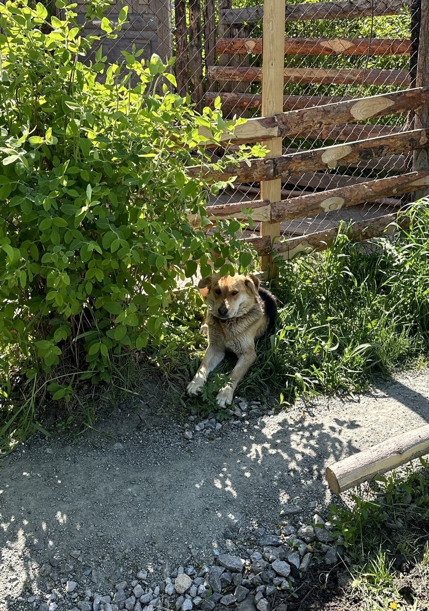 Шарпи прячется от жары...