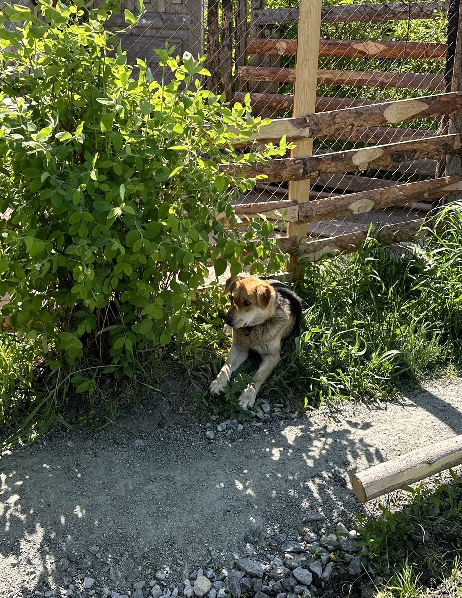 ... под кустом жимолости.