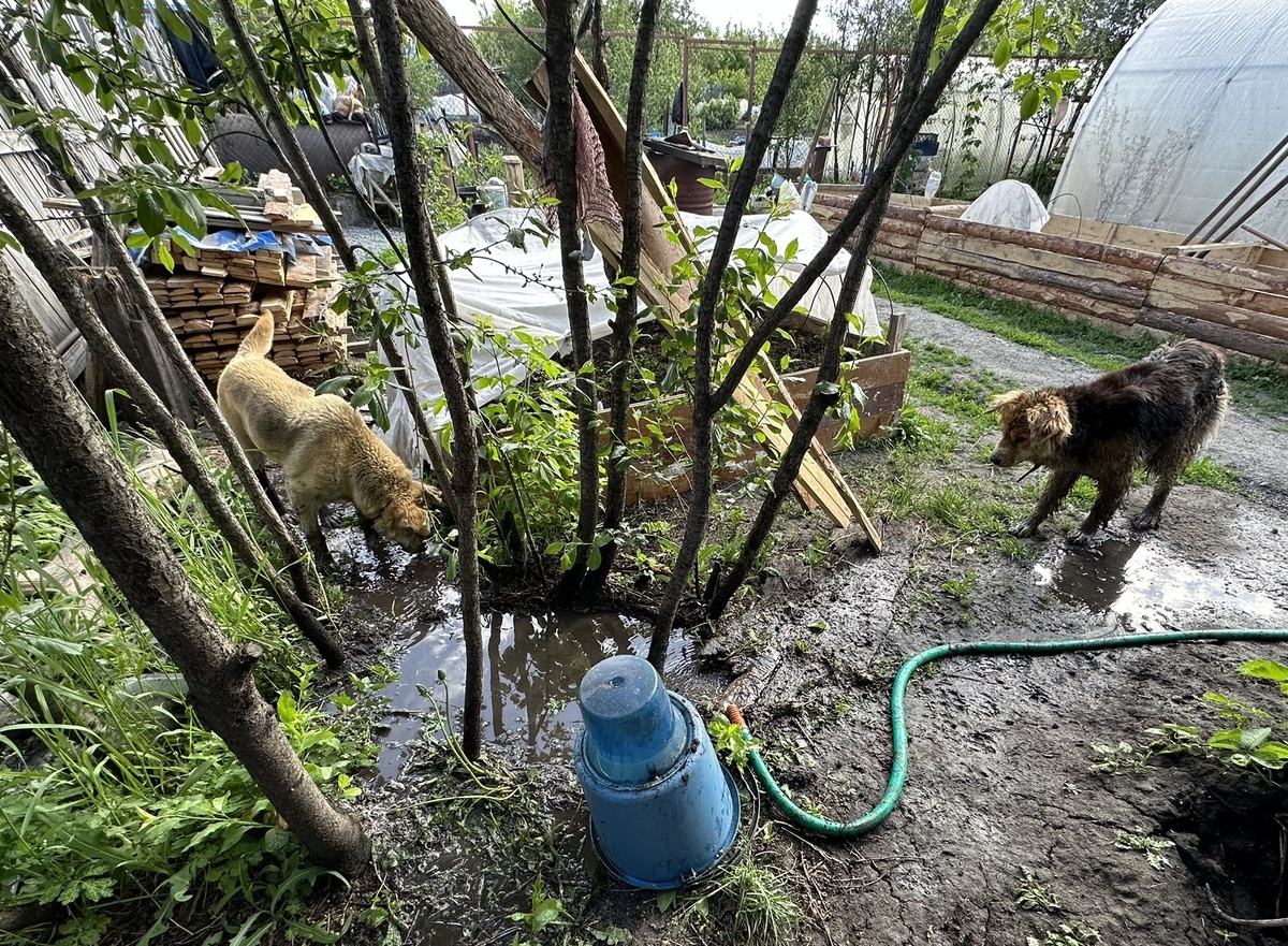 Пальма и Шура борются с наводнением.