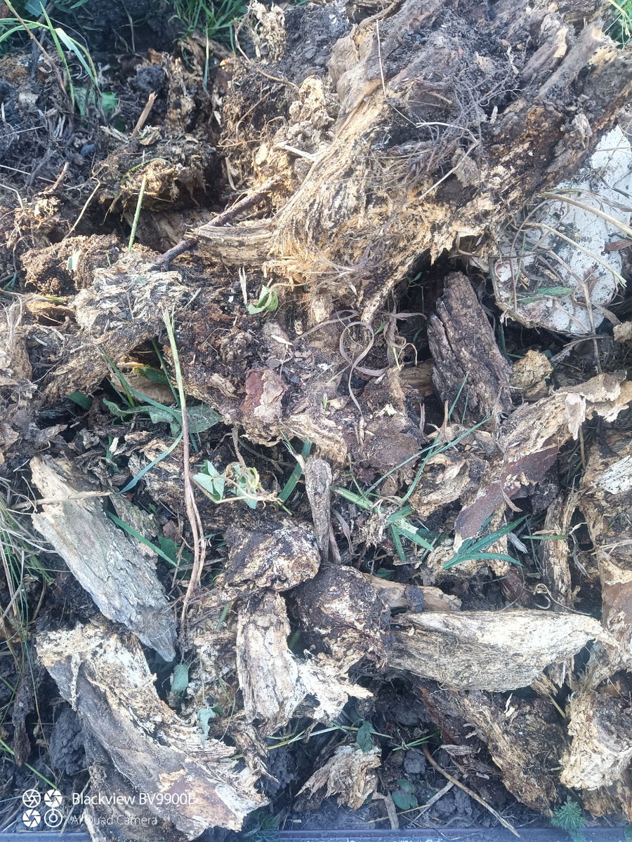 Это был пень