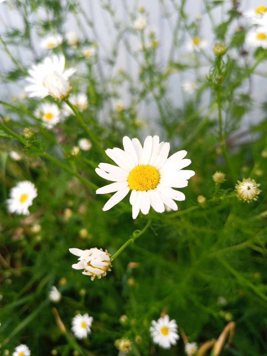 Ромашка аптечная. 