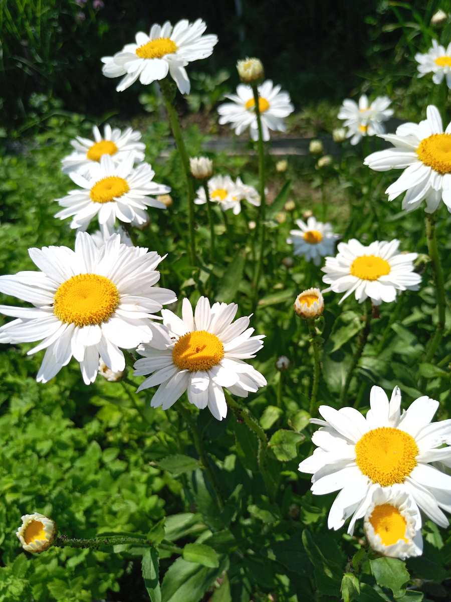 Нивяник обыкновенный или садовая ромашка. Видно, что на ней много тли и муравьев.