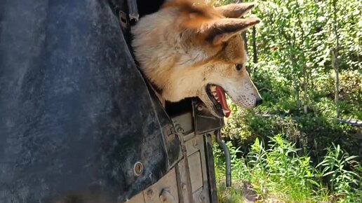 В лес на Уазике. Чашка кофе на берегу реки. На едине с природой