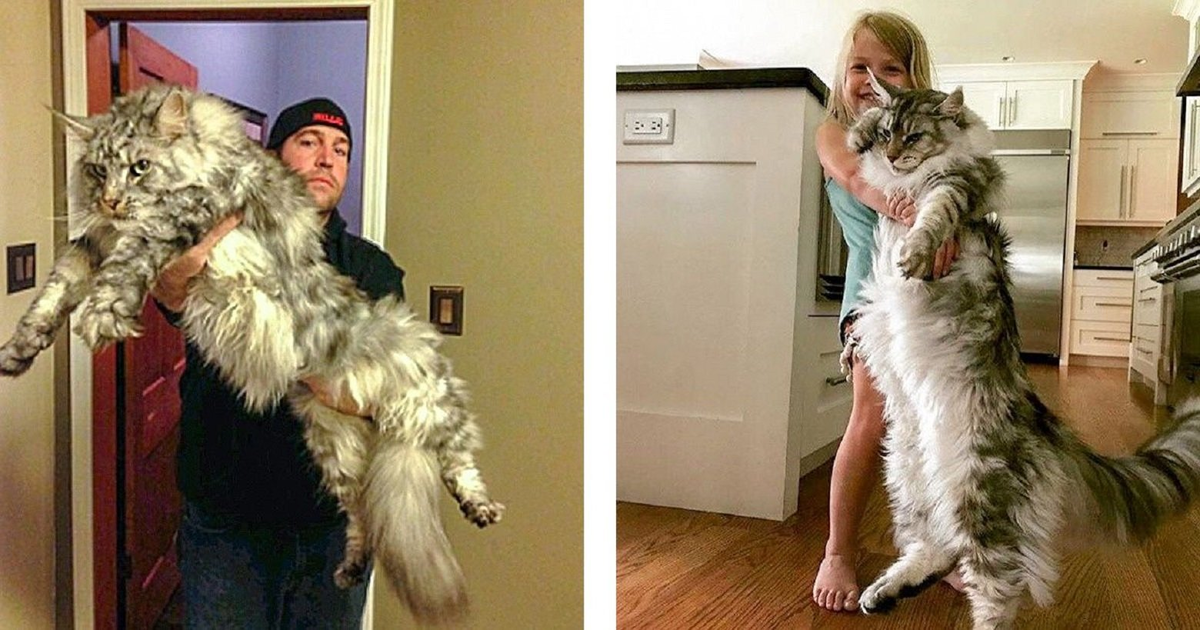 Вряд ли злобный кот-дикарь дался бы с собой потискаться. 