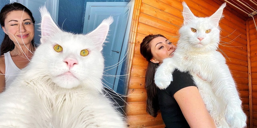 Мейн-кун: «Злой и дикий гигант». Так ли страшны эти котяры, как о них говорят?