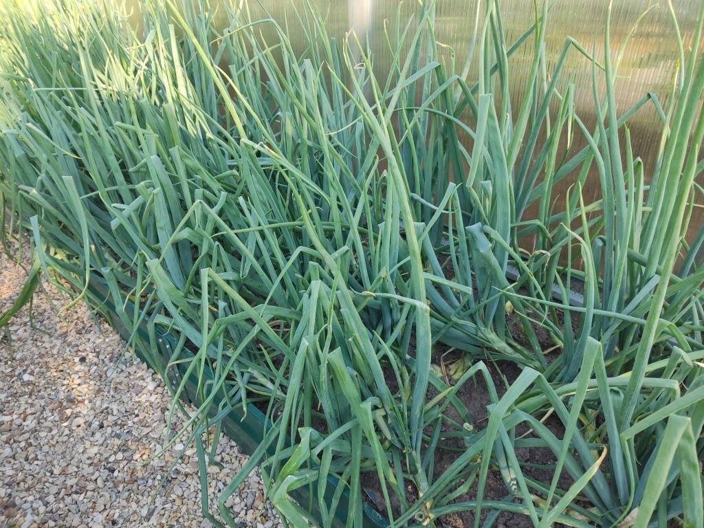 Фото 11 июня.