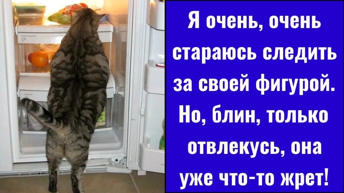 Анекдоты про котов и их хозяев (юмор, который заставит вас смеяться до слез  😂) | Людмила Плеханова Готовим вместе. Еда | Дзен