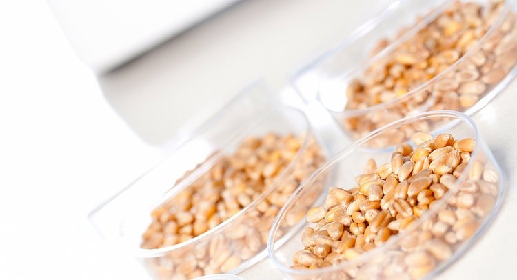    О качестве почти 56 тысяч тонн крымской пшеницы нового урожая рассказали специалисты