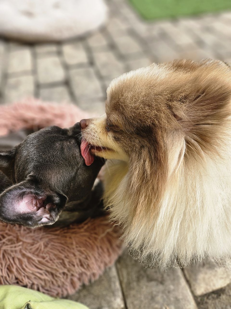 ДОМИК МЕЛКАШЕЙ - приют для маленьких собак 