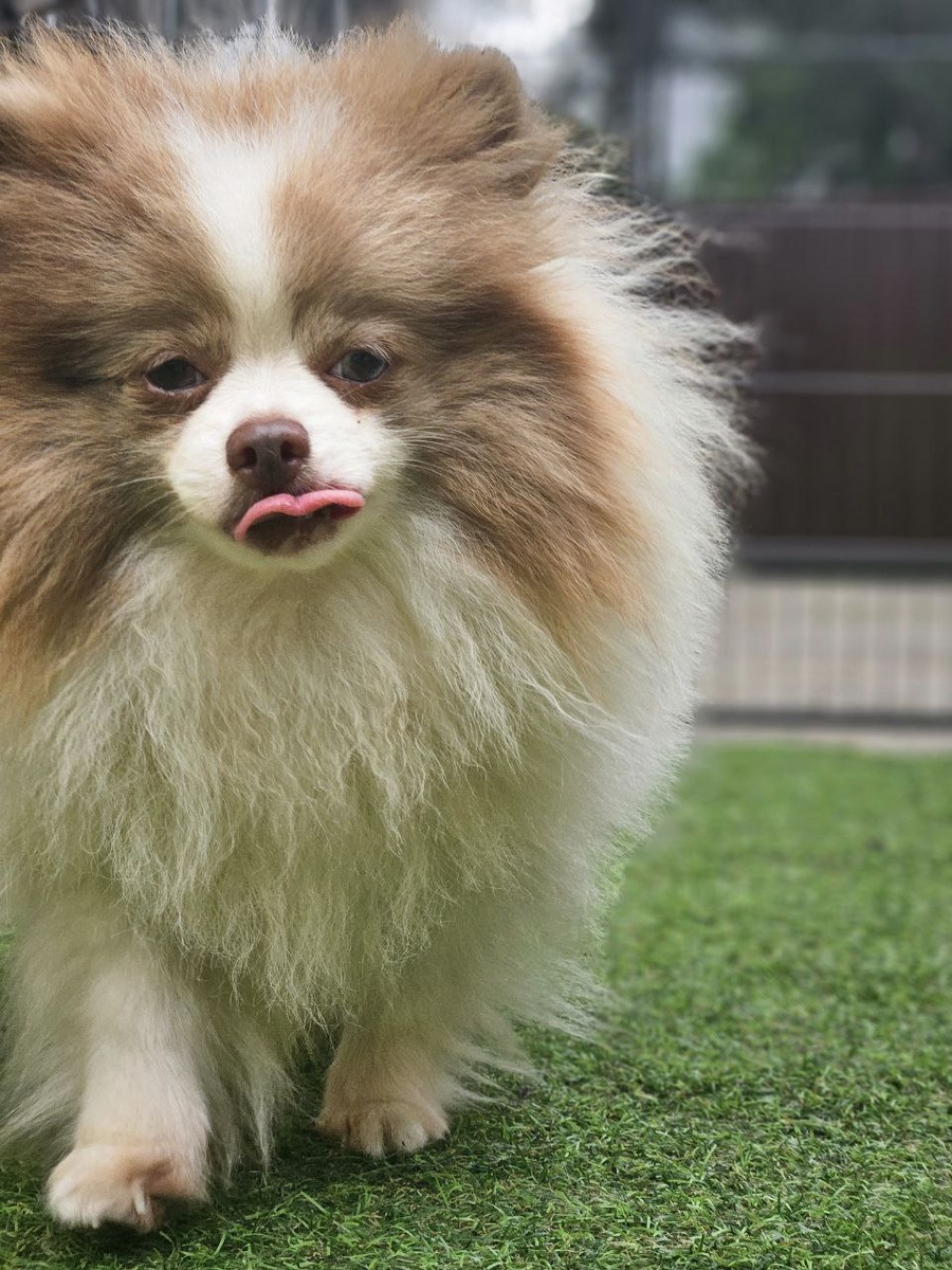 ДОМИК МЕЛКАШЕЙ - приют для маленьких собак 