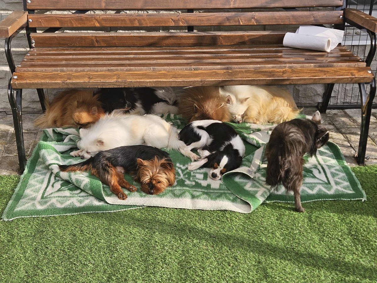 ДОМИК МЕЛКАШЕЙ - приют для маленьких собак ❤️