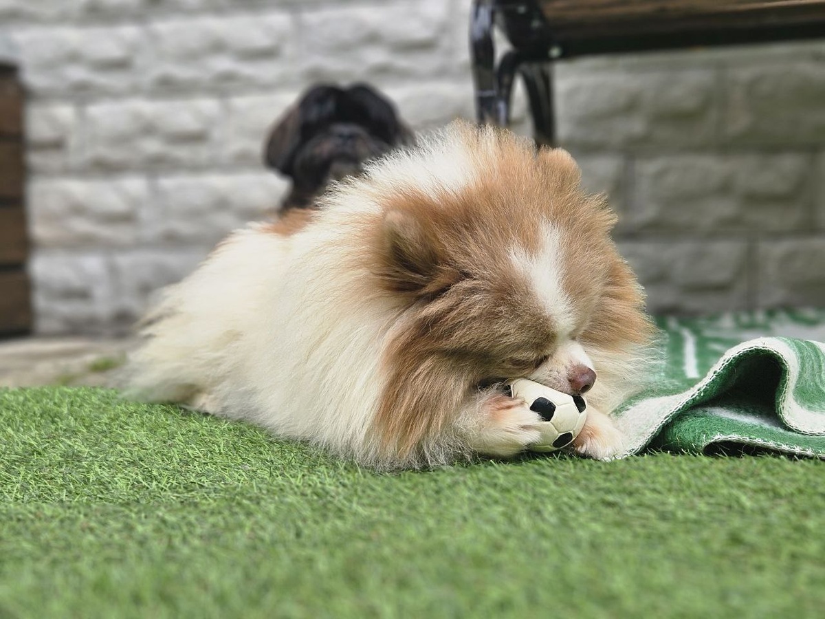 ДОМИК МЕЛКАШЕЙ - приют для маленьких собак ❤️