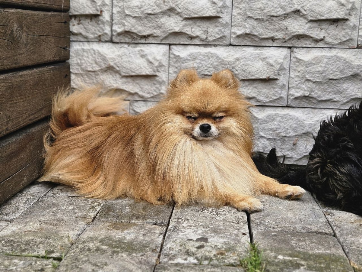 ДОМИК МЕЛКАШЕЙ - приют для маленьких собак ❤️