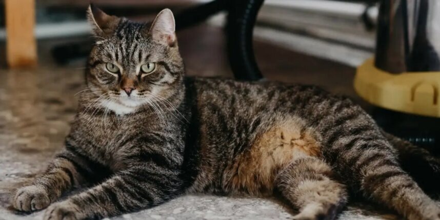    Теперь выпускной запомнится не только школьникам, но и котикам. Предоставлено Олесей Золотухиной.