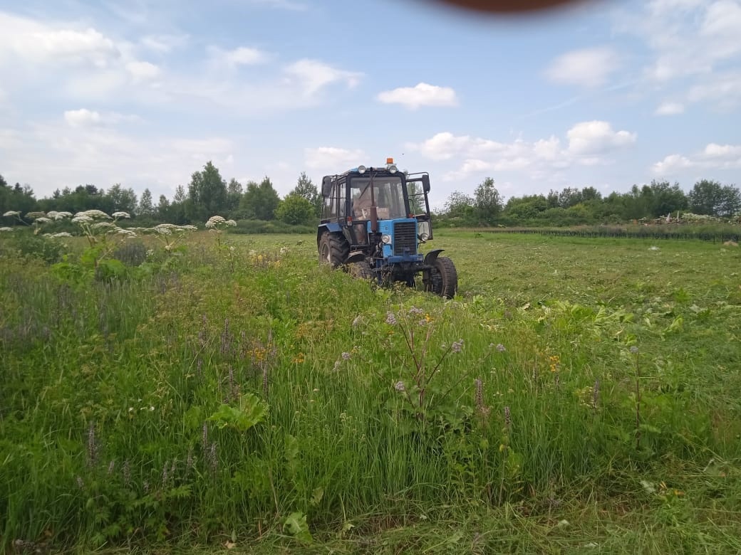    На ивановских кладбищах уничтожают борщевик и клещей