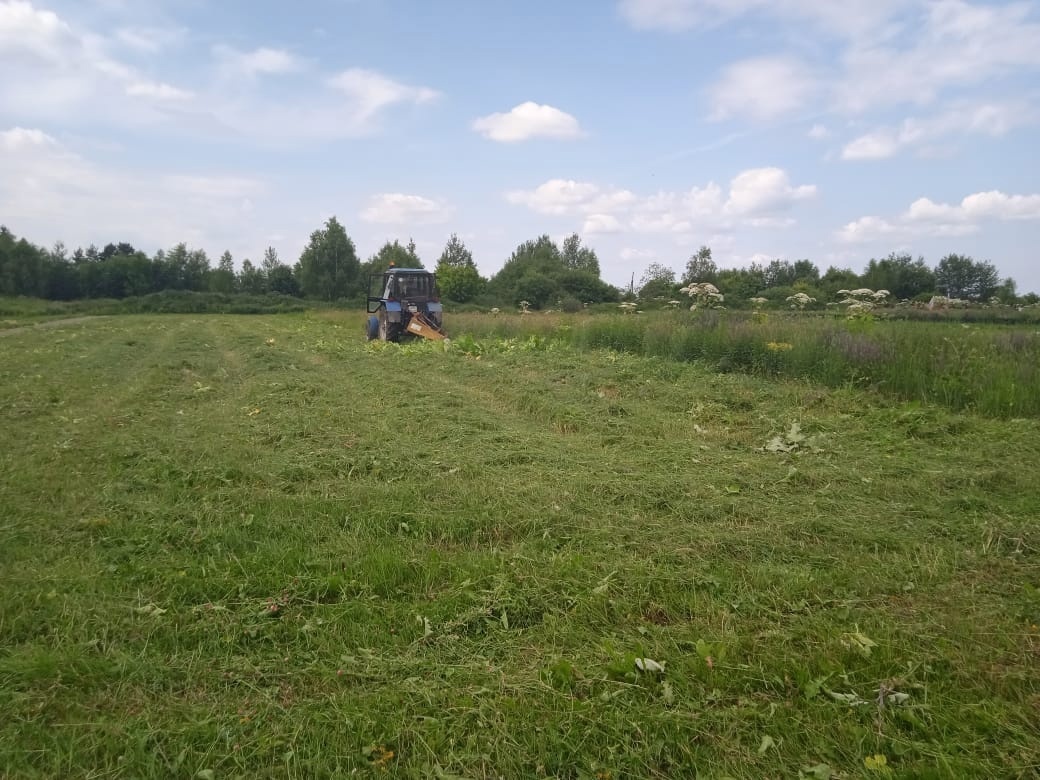    На ивановских кладбищах уничтожают борщевик и клещей