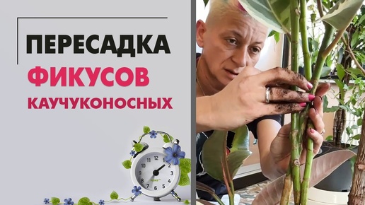 Пересадка фикусов каучуконосных: робуста, петит мелани вариегатный, пинк камуфляж и белиз