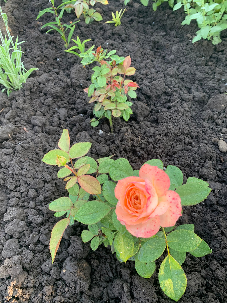 роза Сурир дю Авр, в галереи можно посмотреть кукие были саженцы.