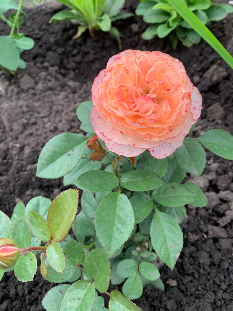 роза Сурир дю Авр, фото автора