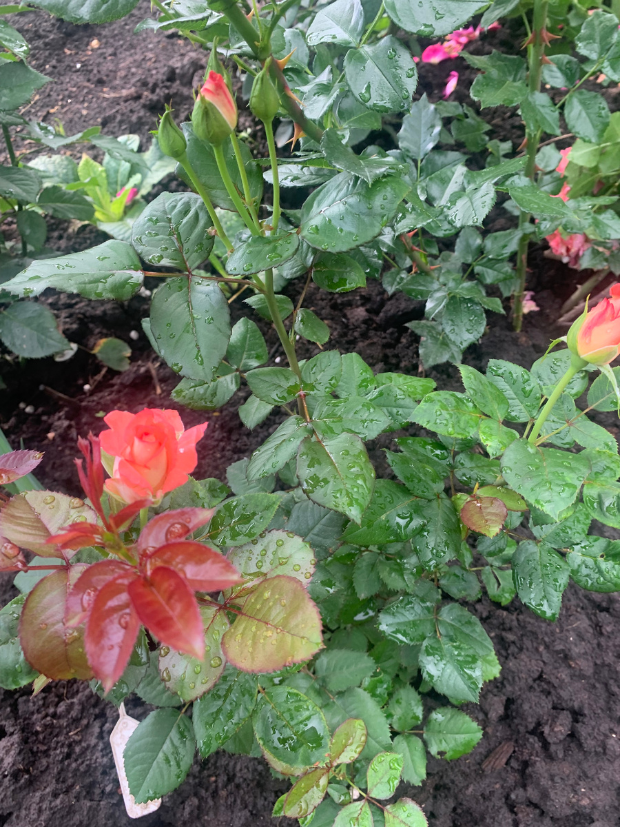 роза Вайкики, все фото автора