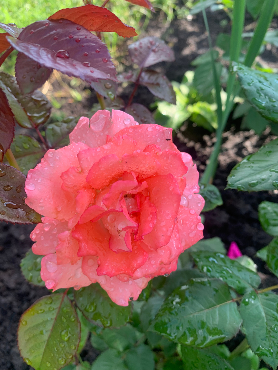 розы Вайкики, фото автора